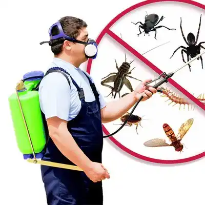 pest control Queens